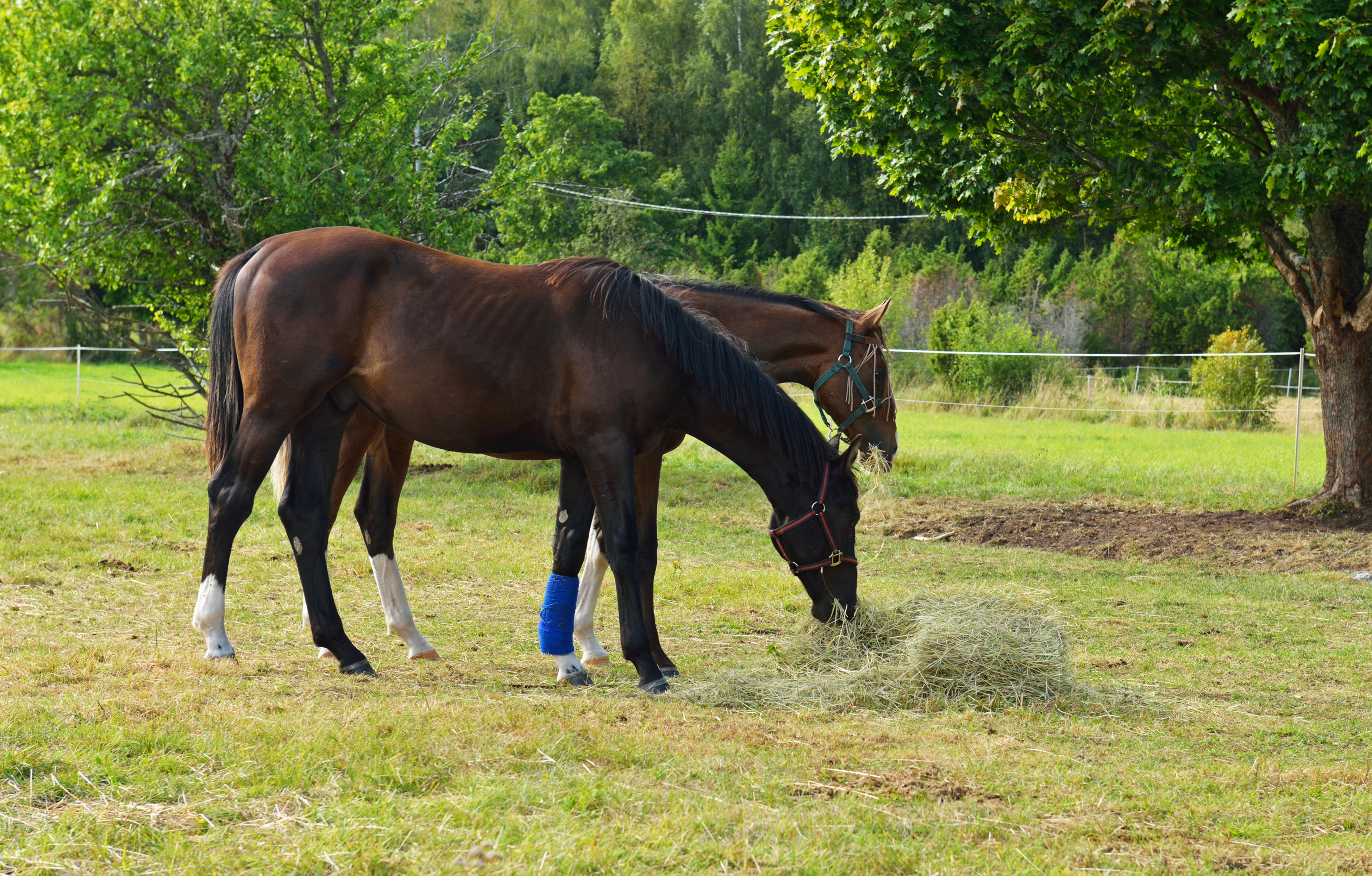 In pasture, horses eating hay